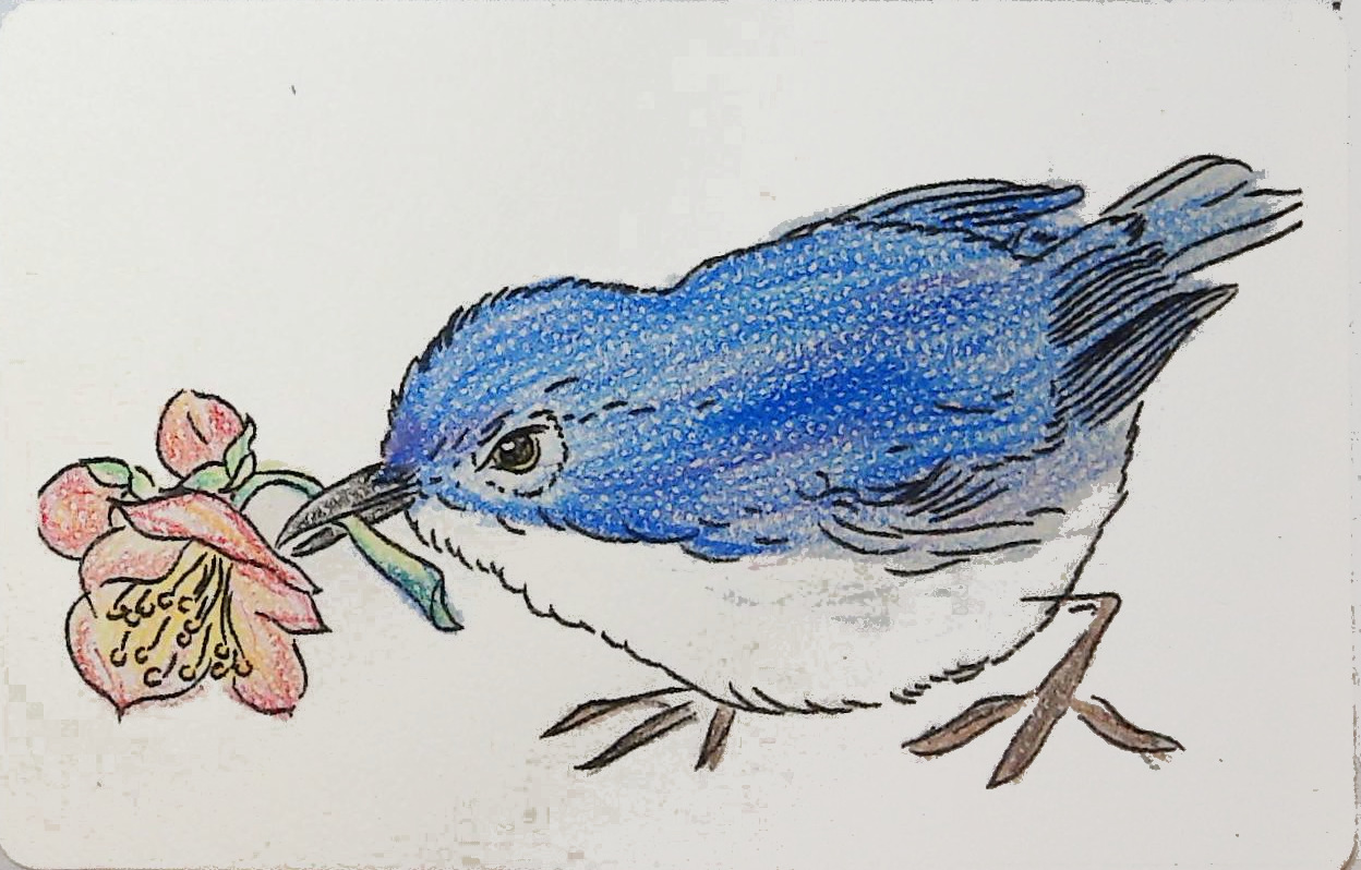 さくらこの作品