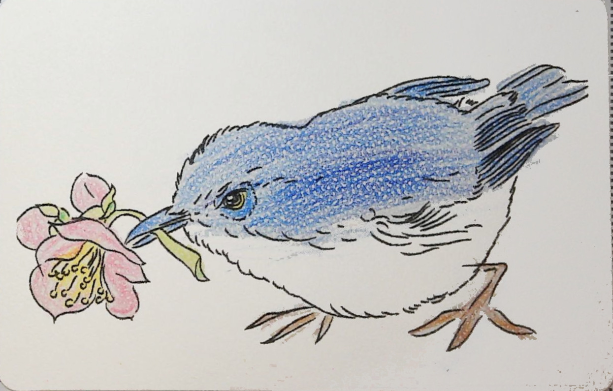 こっちゃんの作品